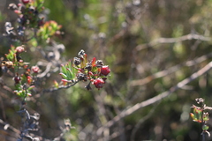 Lampranthus productus