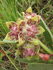 Pachycarpus natalensis