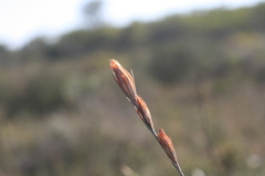 Thamnochortus glaber