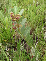 Pachycarpus natalensis