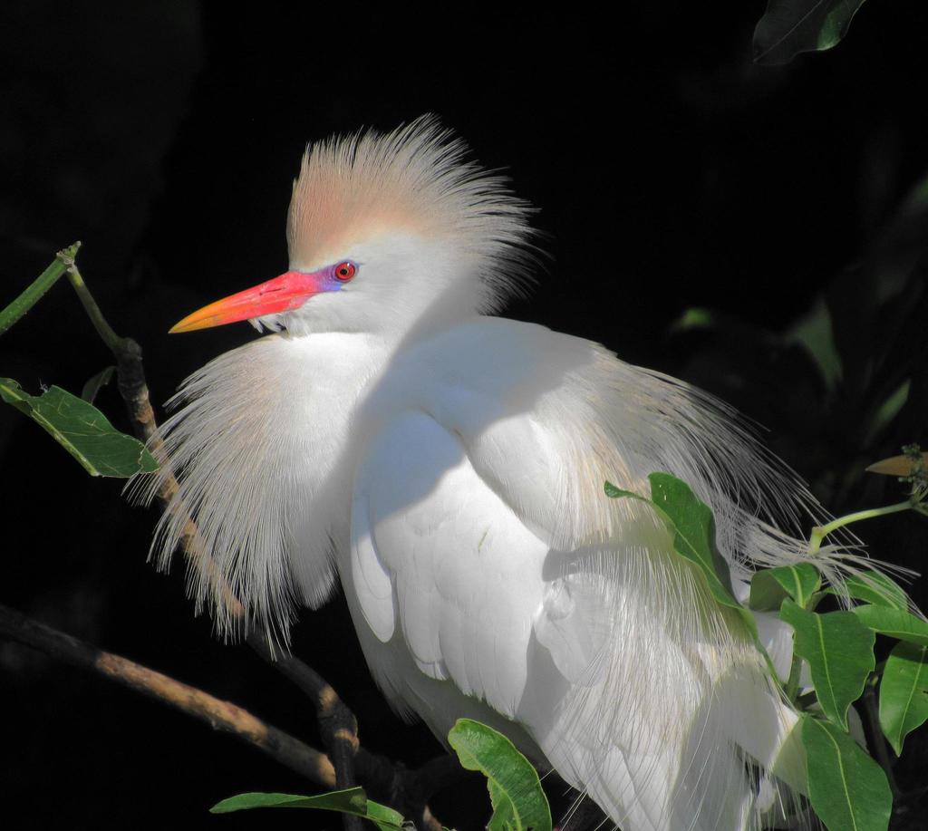 Cattle Egret