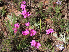 Ixia scillaris
