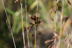 Thamnochortus glaber