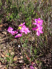 Ixia scillaris