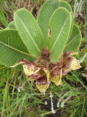 Pachycarpus natalensis