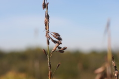 Thamnochortus glaber