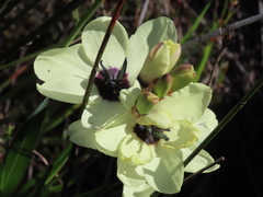 Ixia abbreviata