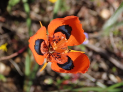 Moraea tulbaghensis