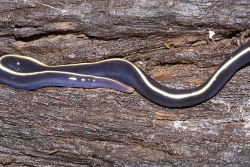 Blue Garden Flatworm, photo 2 of 10