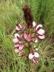 Eulophia zeyheriana
