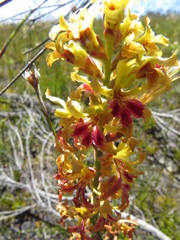 Tritoniopsis bicolor