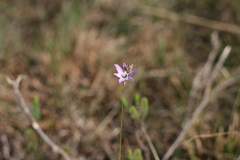Ixia orientalis