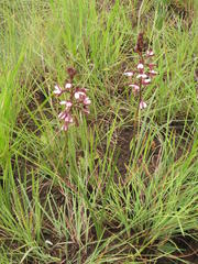 Eulophia zeyheriana
