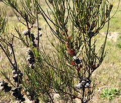 Allocasuarina mackliniana