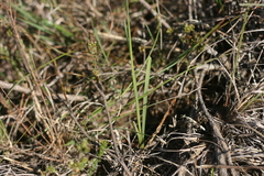 Ixia orientalis