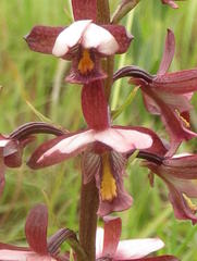 Eulophia zeyheriana