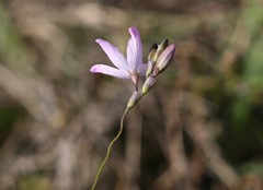 Ixia orientalis