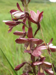 Eulophia zeyheriana