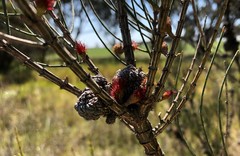 Allocasuarina mackliniana