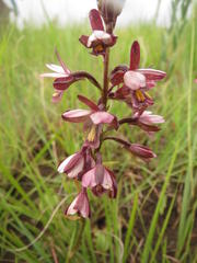 Eulophia zeyheriana