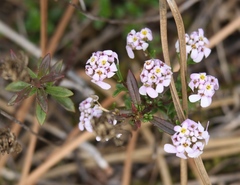 Iberis procumbens