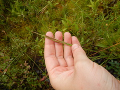 Carex appendiculata