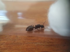 Crematogaster laestrygon