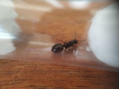 Crematogaster laestrygon