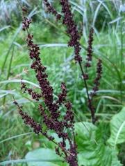 Rumex obtusifolius