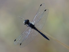 Sympetrum danae