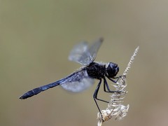 Sympetrum danae