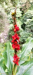 Hedychium spicatum