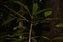 Elaeocarpus kirtonii