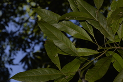 Elaeocarpus kirtonii