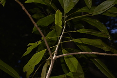 Elaeocarpus kirtonii