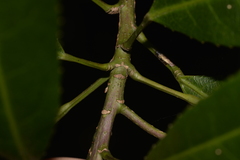 Elaeocarpus kirtonii