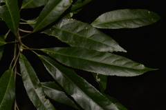 Elaeocarpus kirtonii