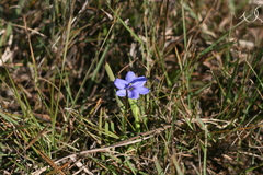 Aristea pusilla