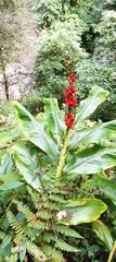 Hedychium spicatum