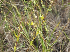 Linaria genistifolia