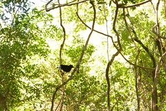 Ptiloris paradiseus
