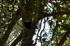Ptiloris paradiseus
