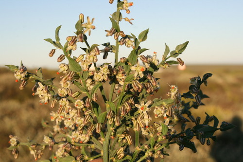 Asparagus undulatus