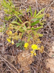 Triumfetta welwitschii