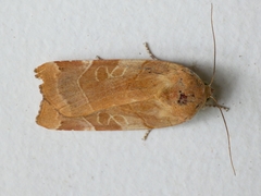Noctua fimbriata
