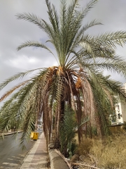 Phoenix dactylifera
