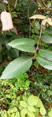 Quercus oblongata
