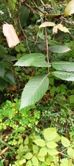 Quercus oblongata