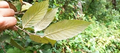 Quercus oblongata
