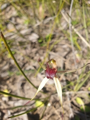 Caladenia australis